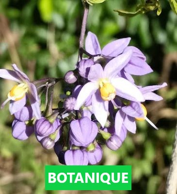 botanique